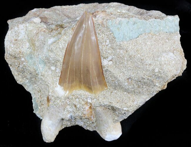 Otodus Shark Tooth Fossil In Rock - Eocene #47749